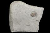 Bargain, .42" Wide, Enrolled Acernaspis Trilobite - Quebec - #164441-1
